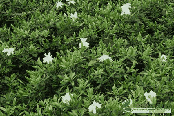 种植栀子花高产的繁殖方法(种植栀子花高产的繁殖方法有哪些)